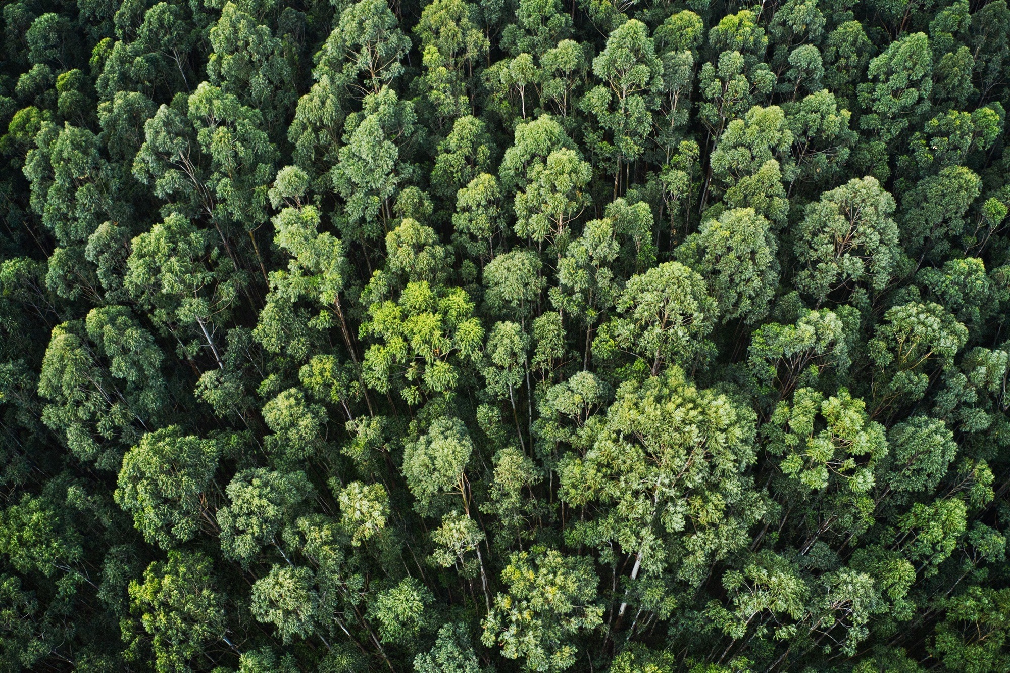 How We Turn Savings Into Trees